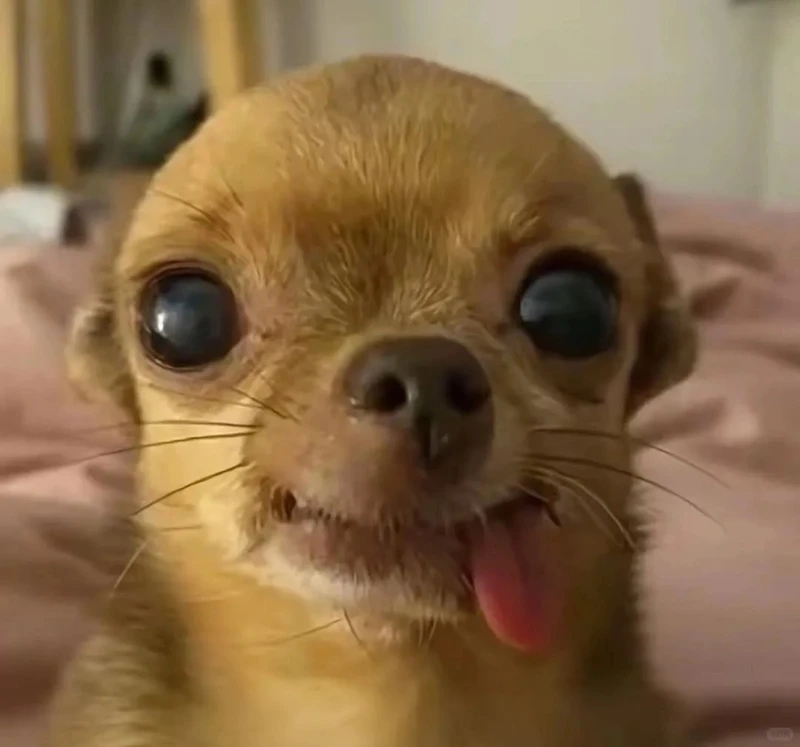 Loạt chó chihuahua meme khiến ai xem cũng bật cười