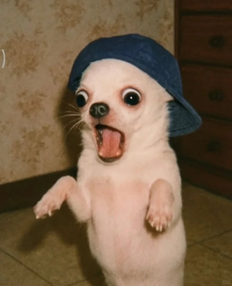 Tổng hợp chihuahua meme siêu lầy khiến dân mạng cười ngất