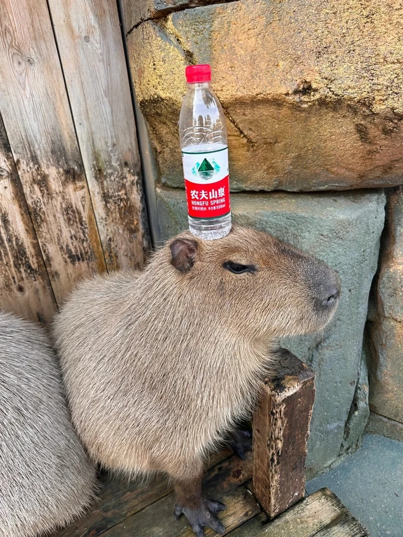 Cười xỉu với meme capybara cầm dao cực lầy đang hot