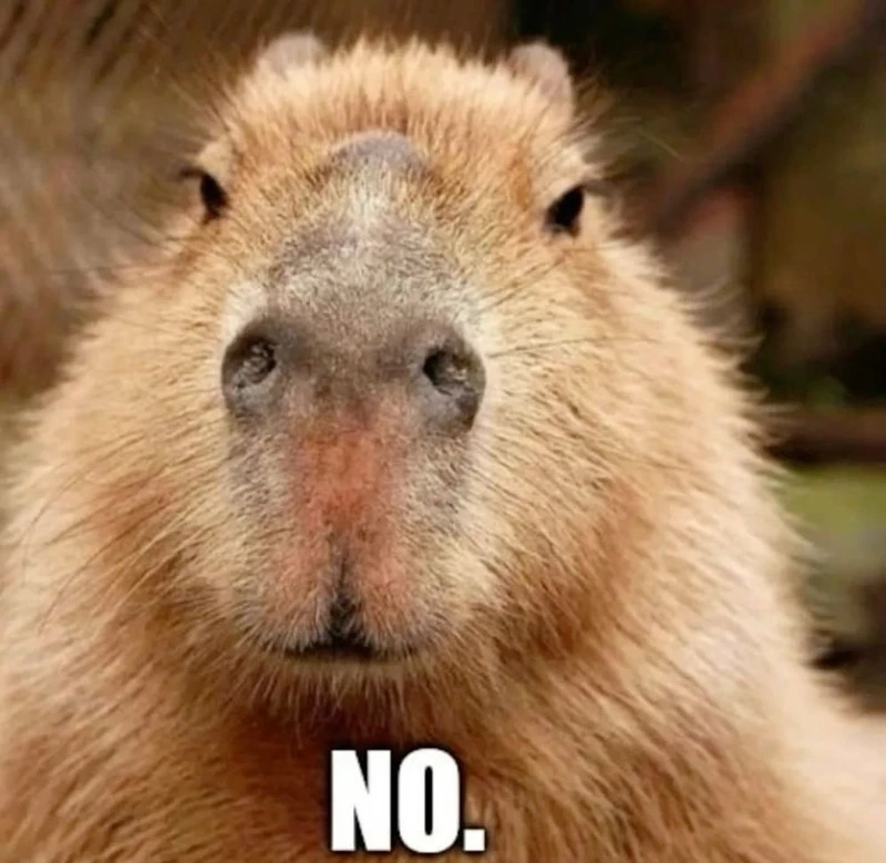 Tổng hợp hình ảnh capybara meme cực hài cho ngày mới