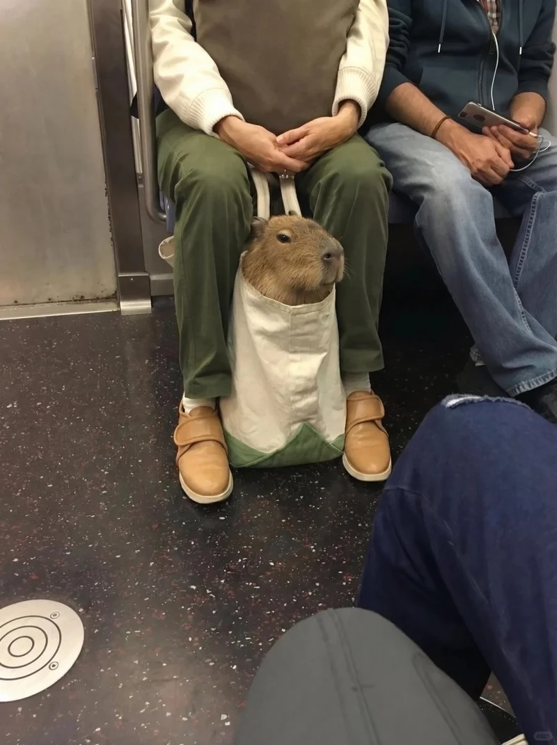 Khám phá hình meme capybara siêu hài cho dân mê meme