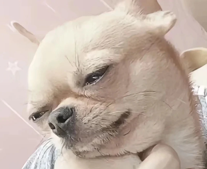 Khám phá brown chihuahua meme đáng yêu đang hot