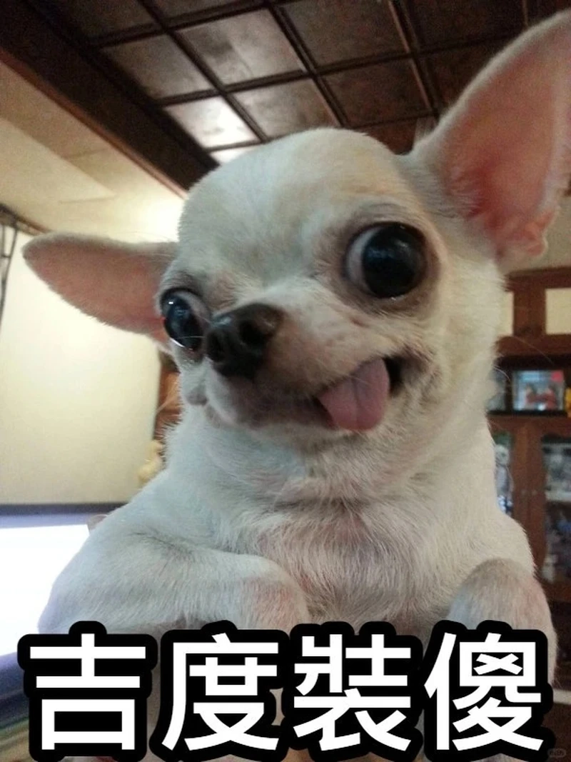 Bộ chihuahua chihuahua meme dễ thương khiến fan chó nhỏ thích mê