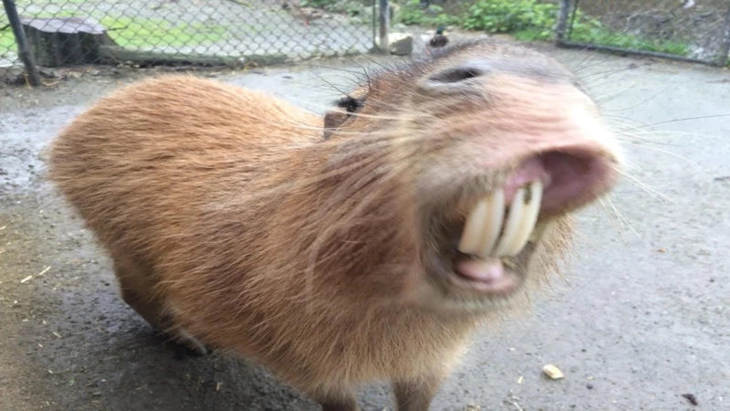 Capybara meme siêu lầy khiến cộng đồng mạng cười nghiêng ngả
