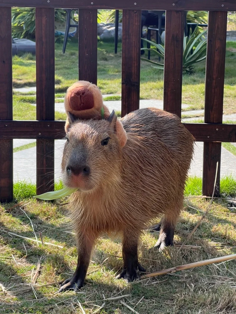 Loạt ảnh meme capybara cực vui nhộn trên mạng xã hội
