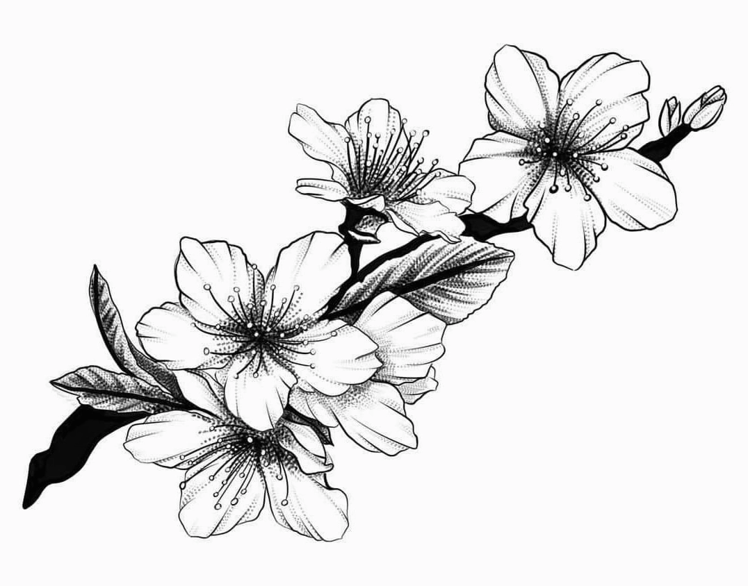 Hình vẽ hoa mai sắc nét cho bé tập tô màu