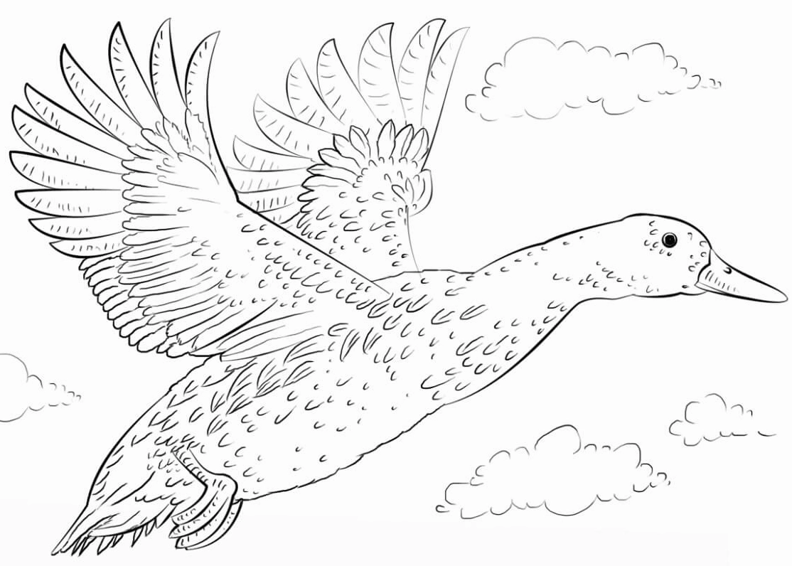 Mẫu tranh tô màu con vịt trời sải cánh mạnh mẽ bay về phương xa