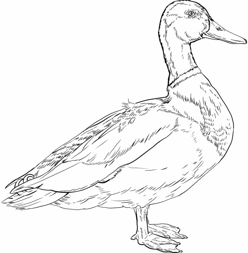 Thỏa sức sáng tạo cùng sắc màu tranh tô màu vịt mẹ