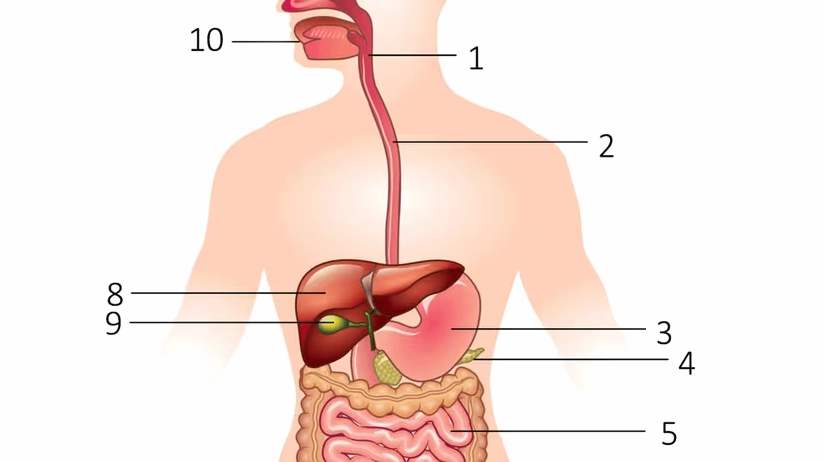 Tô màu các bộ phận của đường tiêu hóa trên