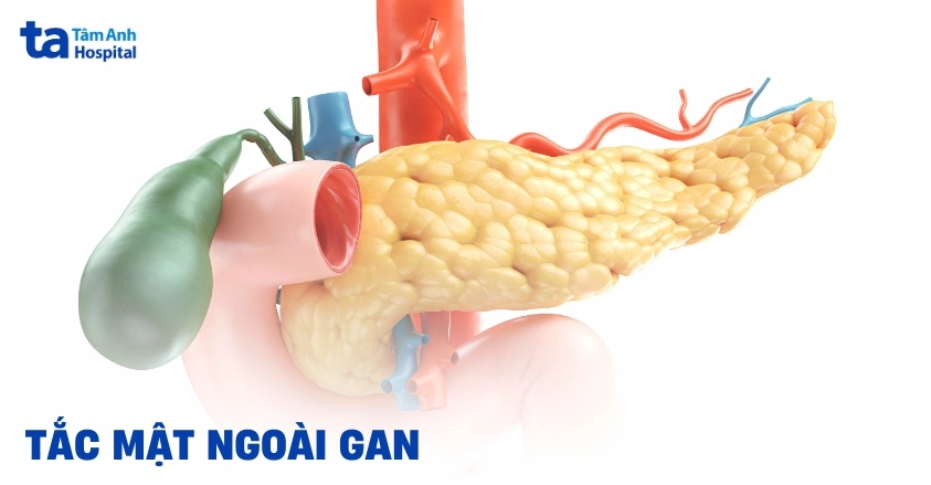 Tô màu hình ảnh gan và ống mật khỏe mạnh