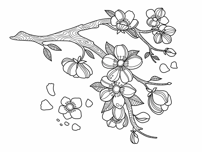 Tranh tô màu cành mai ngày Tết tươi tắn