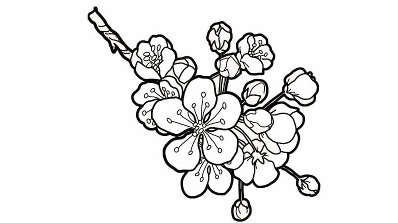 Tranh tô màu hoa đào đằm thắm bên cạnh hoa mai