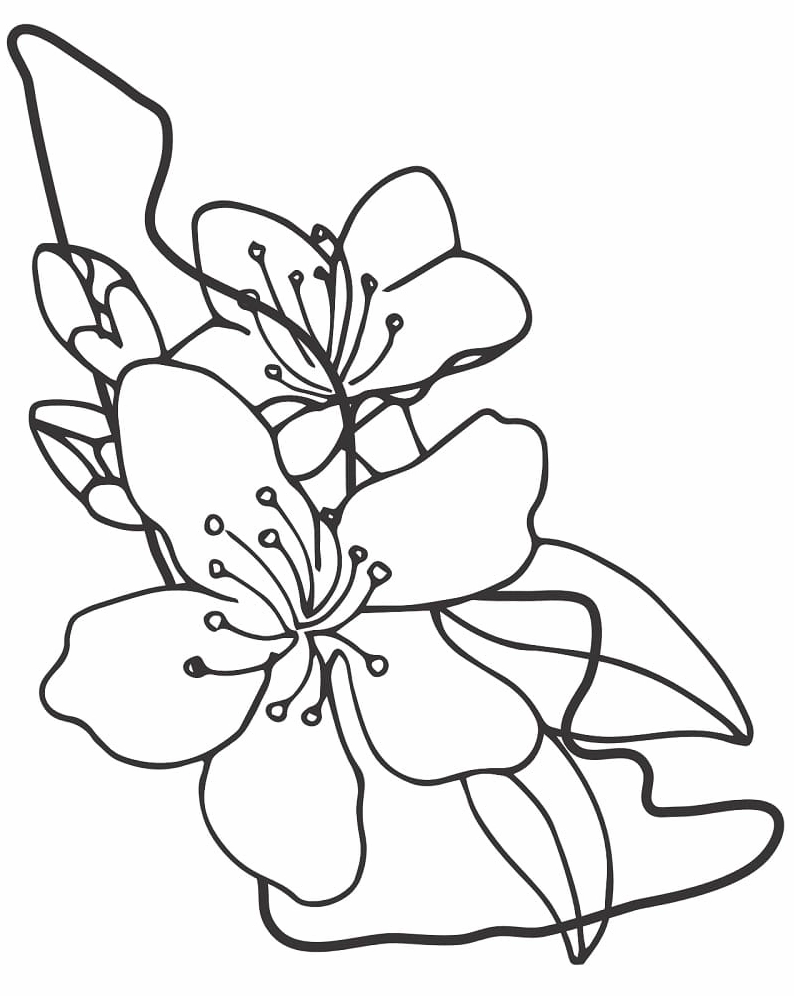 Tranh tô màu hoa mai đẹp tinh tế