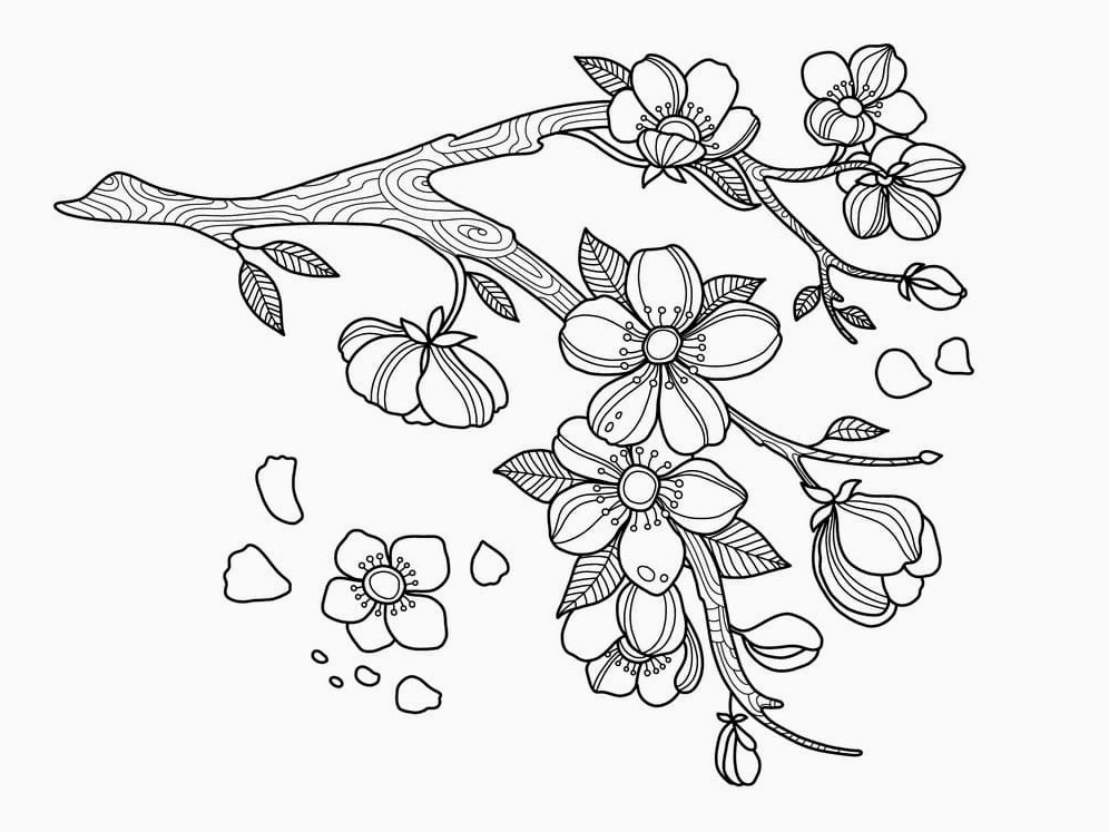 Tranh tô màu hoa mai mùa xuân tràn ngập sức sống