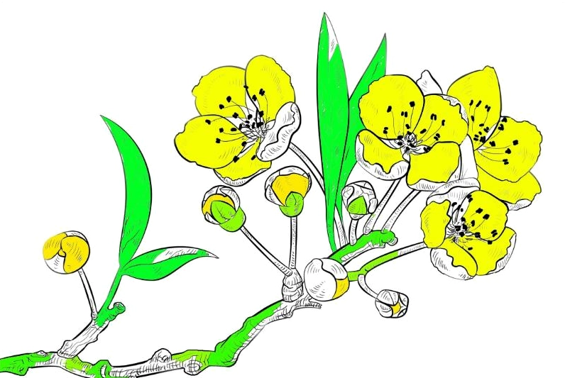 Tranh tô màu hoa mai tươi thắm đón chào năm mới