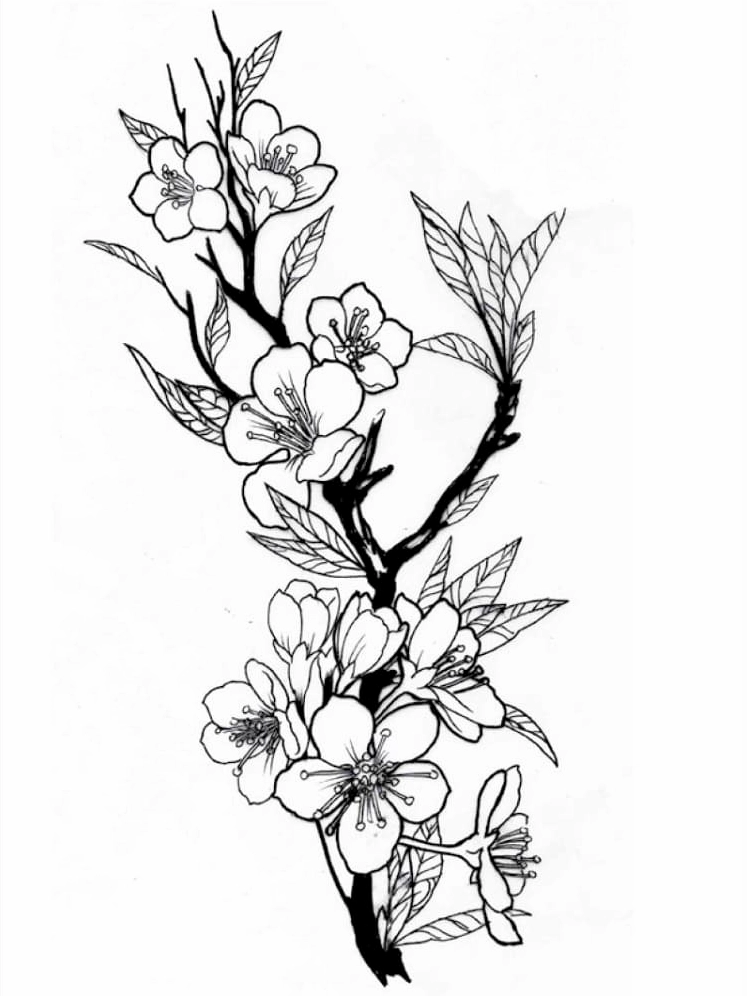 Tranh tô màu hoa mai vàng rực rỡ ngày tết