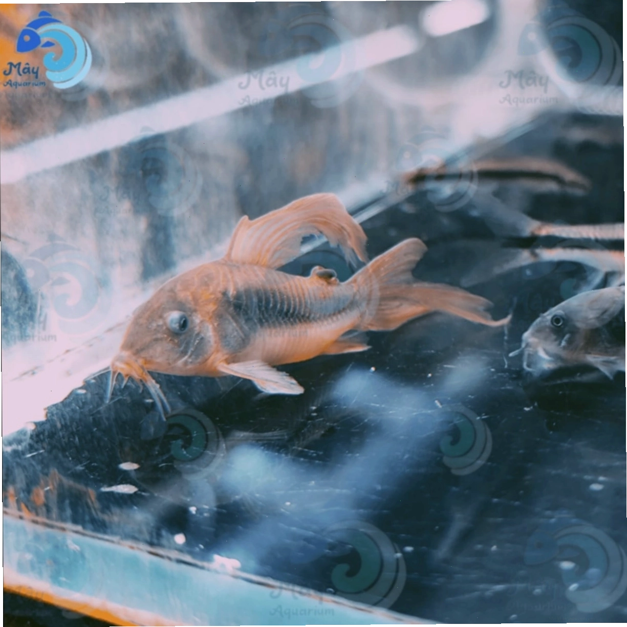 Chuột Cafe size cối giúp dọn dẹp thức ăn thừa trong bể cá
