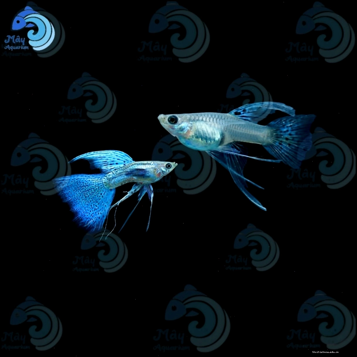 Dòng cá Blue Grass Ribbon Guppy với bộ vây xòe rộng đẹp mắt