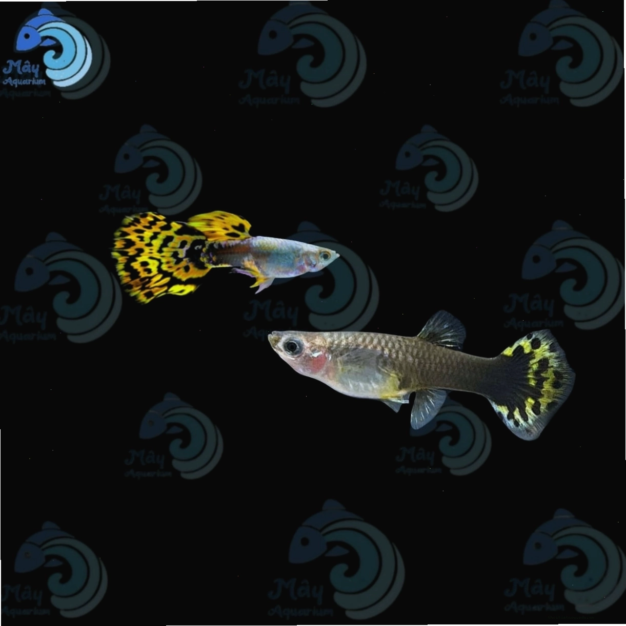 Yellow Leopard Guppy với hoa văn da báo độc đáo