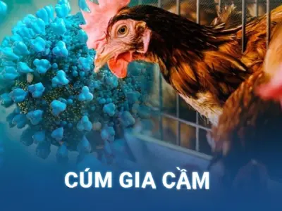 Bộ sưu tập hình ảnh bệnh cúm gia cầm thực tế ở trang trại