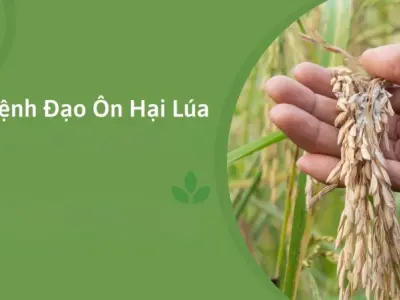 Hình ảnh bệnh đạo ôn hại lúa và cách phòng ngừa hiệu quả
