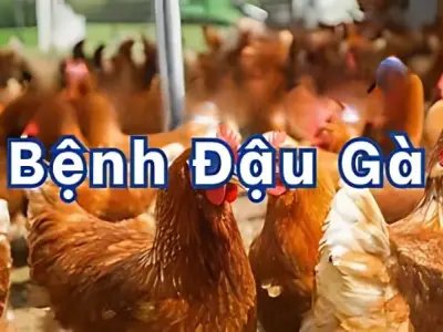 Hình ảnh bệnh đậu gà thật giúp bạn phân biệt dễ dàng
