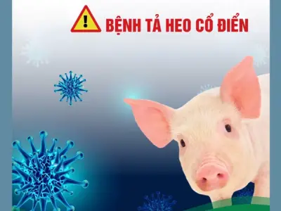 Nhận biết sớm qua hình ảnh bệnh dịch tả lợn cổ điển