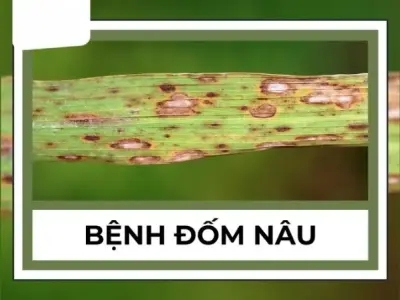 Cách nhận diện qua hình ảnh bệnh đốm nâu hại lúa phổ biến