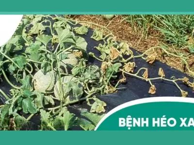Dấu hiệu phổ biến từ hình ảnh bệnh héo xanh vi khuẩn