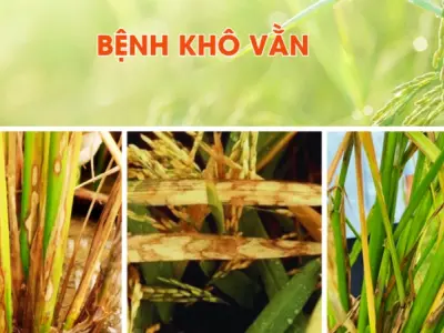 Nhận dạng nhanh qua hình ảnh bệnh khô vằn phổ biến