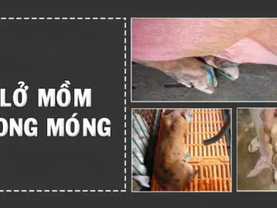 Cảnh báo qua hình ảnh bệnh lở mồm long móng nguy hiểm