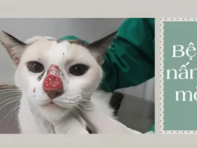Tổng hợp hình ảnh bệnh nấm mèo ở mèo dễ nhận biết nhất