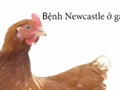Nhận biết sớm qua hình ảnh bệnh Newcastle ở gà chuẩn