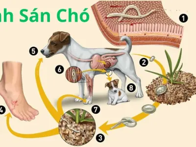 Hình ảnh bệnh sán chó và triệu chứng nguy hiểm tiềm ẩn