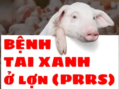 Cách nhận diện hình ảnh bệnh tai xanh ở lợn chính xác