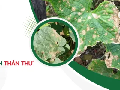 Phân biệt nấm lá nhờ hình ảnh bệnh thán thư chính xác