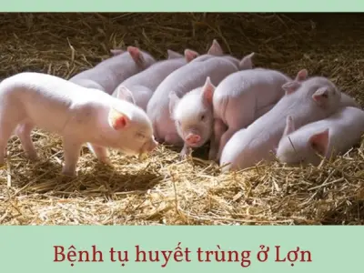 Cảnh báo từ hình ảnh bệnh tụ huyết trùng ở lợn thực tế