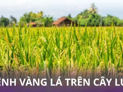 Nhận biết qua hình ảnh bệnh vàng lá lúa thường gặp