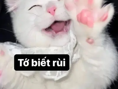 Kho meme động vật độc lạ không đụng hàng