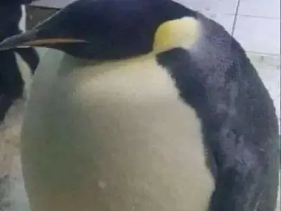 Cười không nhặt được mồm với loạt meme hài hước cực chất