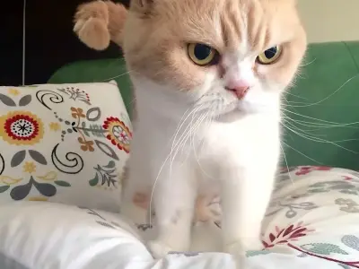 Không thể bỏ lỡ loạt meme tức giận viral cực chất hiện nay