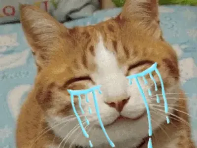 Xem ngay ảnh meme mèo khóc hài hước giải trí cực chất