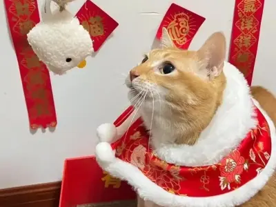 Ảnh meme mèo Tết siêu hài khiến dân mạng cười nghiêng ngả