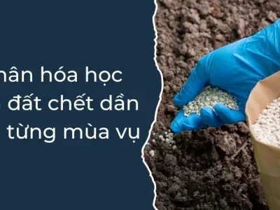 Phân bón hóa học và những hệ quả dài hạn đáng lo ngại