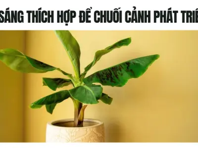 Trải nghiệm trồng chuối cảnh cho không gian xanh mát tại nhà