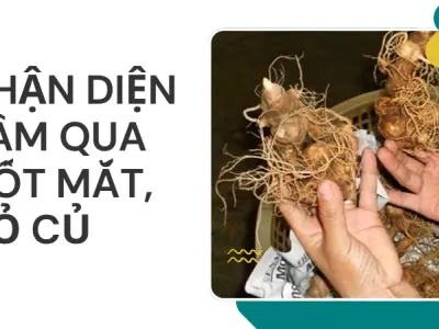 Tôi đã thoát bẫy sâm ngọc linh giả nhờ những bí quyết này