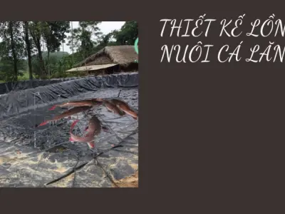 Nuôi cá lăng đuôi đỏ bí quyết làm giàu từ mô hình mới hiện nay