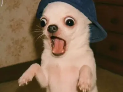 Tổng hợp chihuahua meme siêu lầy khiến dân mạng cười ngất