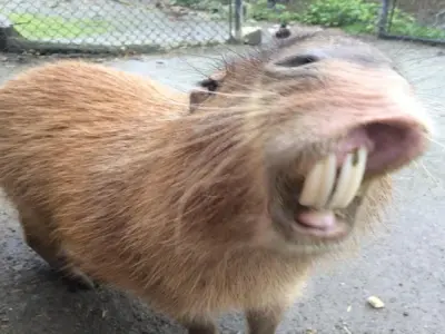 Capybara meme siêu lầy khiến cộng đồng mạng cười nghiêng ngả